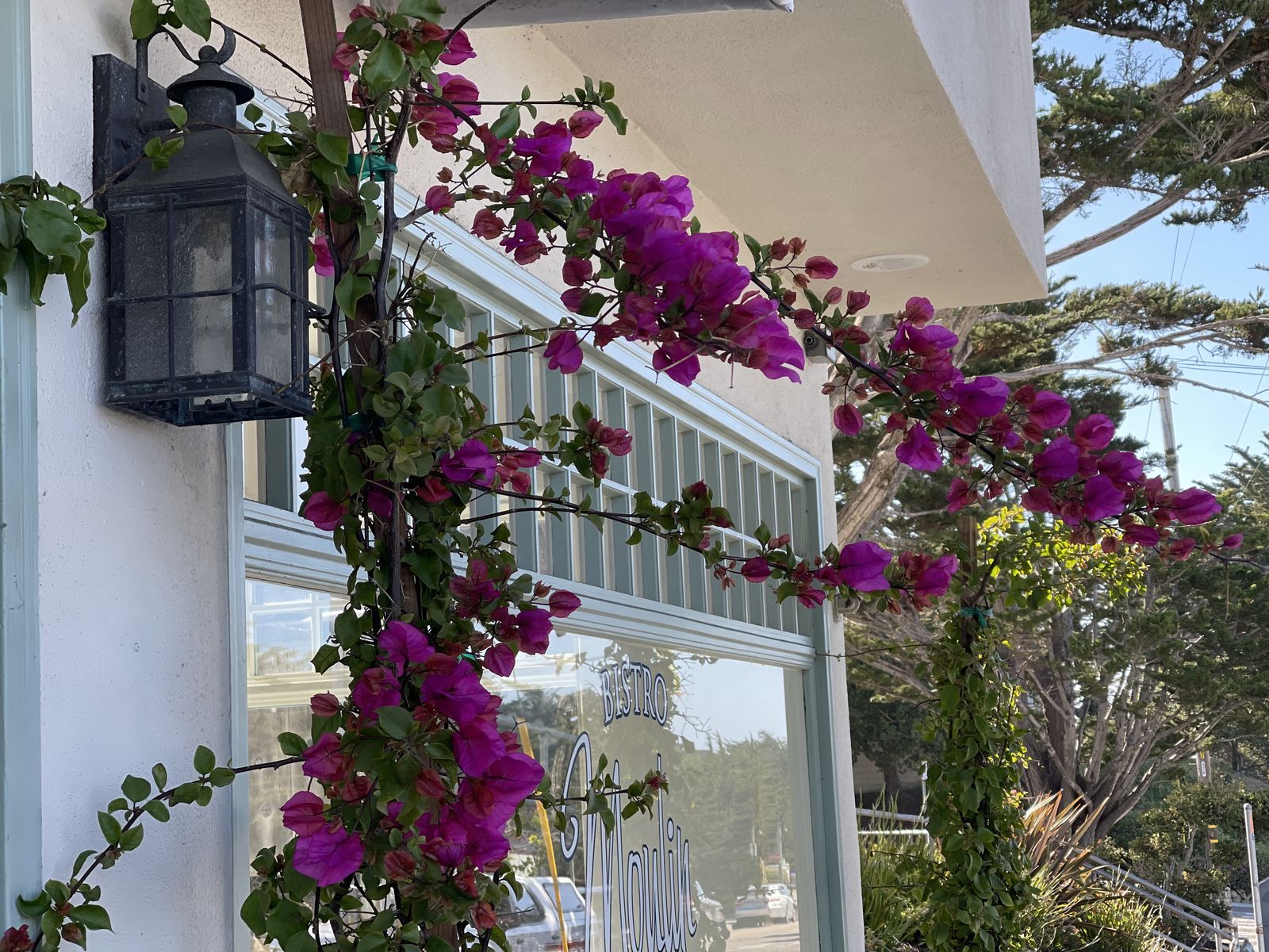 Bougainvillea over the entrance